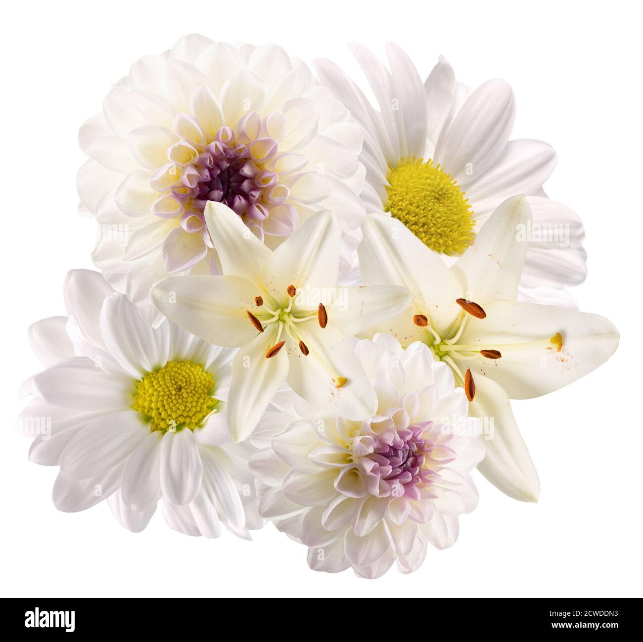 fiori bianchi si mescolano isolati su uno sfondo bianco. Foto Stock