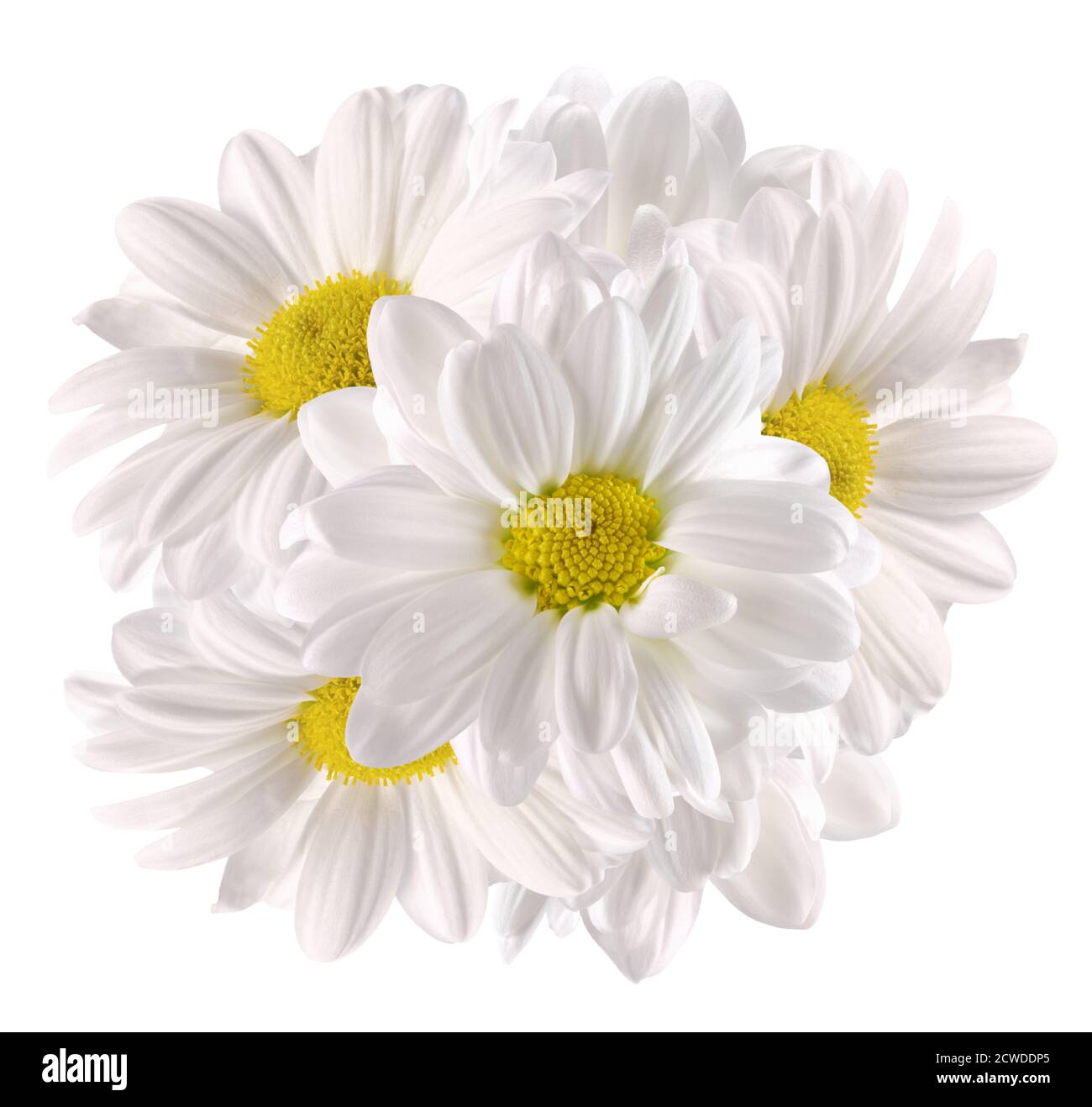 bouquet di camomilla isolato su sfondo bianco. Foto Stock