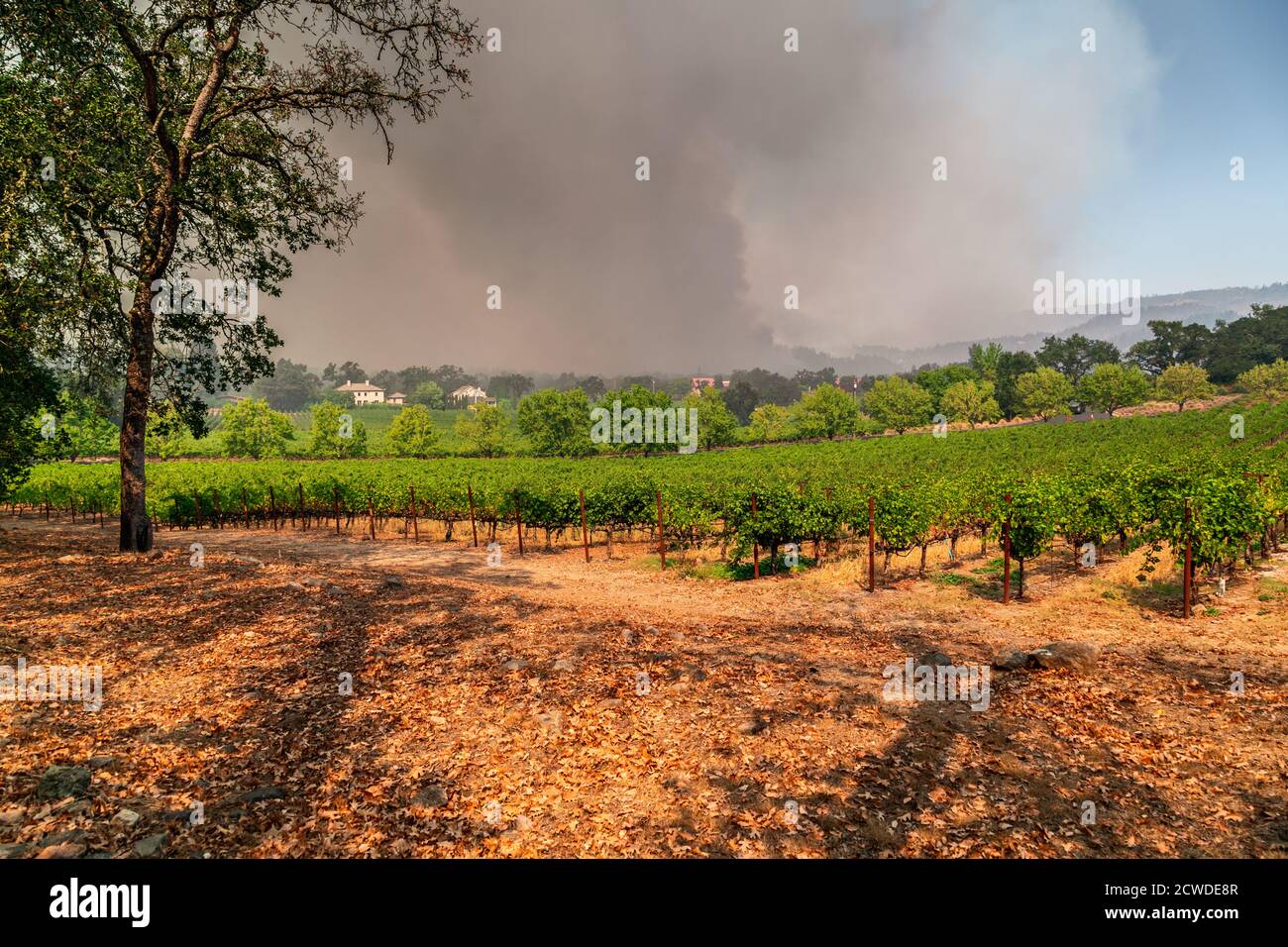 I vigneti della Napa Valley sono sommersi da Wildfire durante il caldo estremo e la siccità. Foto Stock