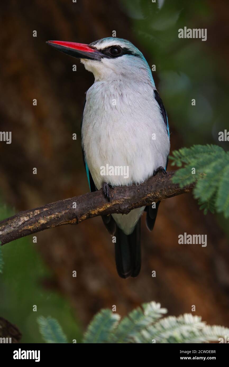 Woodland Kingfisher arroccato su Tree Branch (Halcyon senegalensis) Foto Stock