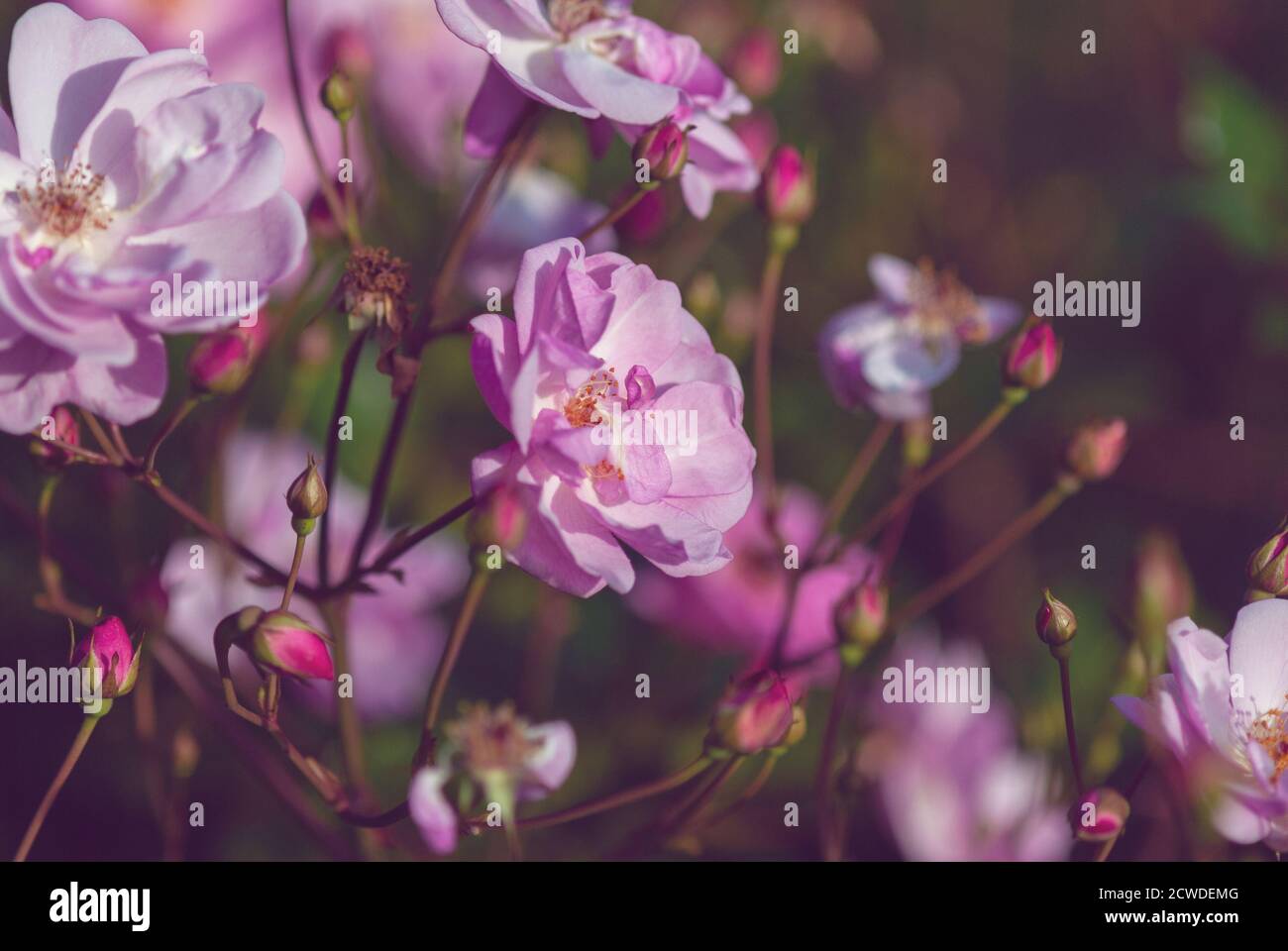 rose rosa in luce serale in giardino d'autunno Foto Stock