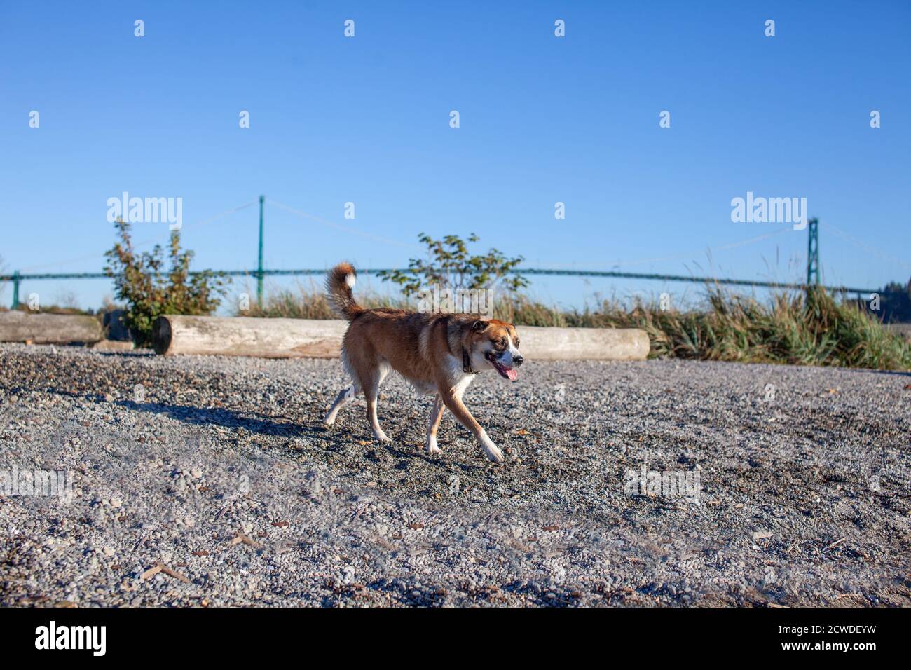 Una croce Husky di San Bernardo corre lungo la sabbia a Ambleside Dog Beach, West Vancouver, British-Columbia con una vista del ponte di Lionsgate. Foto Stock