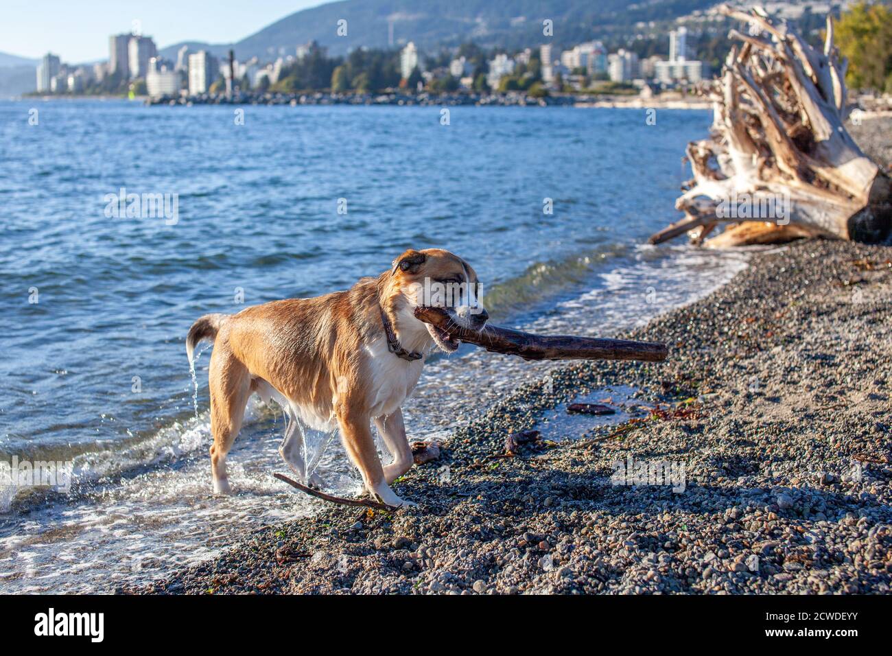 Un cane gioca a fetch nell'oceano al largo di Ambleside Dog Beach a West Vancouver, British Columbia, in una giornata di sole Foto Stock