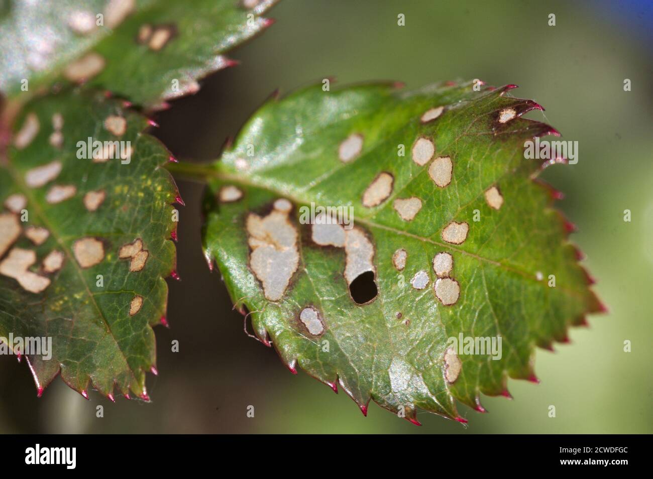 Immagine del particolare di una foglia di cespuglio di rosa che è influenzato da una qualche malattia o parassita che causa le ferite sulle foglie Foto Stock