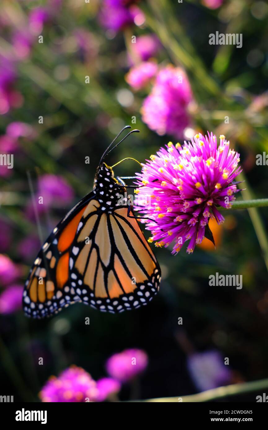 Farfalla monarca (Danaus plexippus) su un'amaranto globo (Gomphrena globosa 'Fuochi d'artificio'?) In un parco a Ottawa, Ontario, Canada. Foto Stock