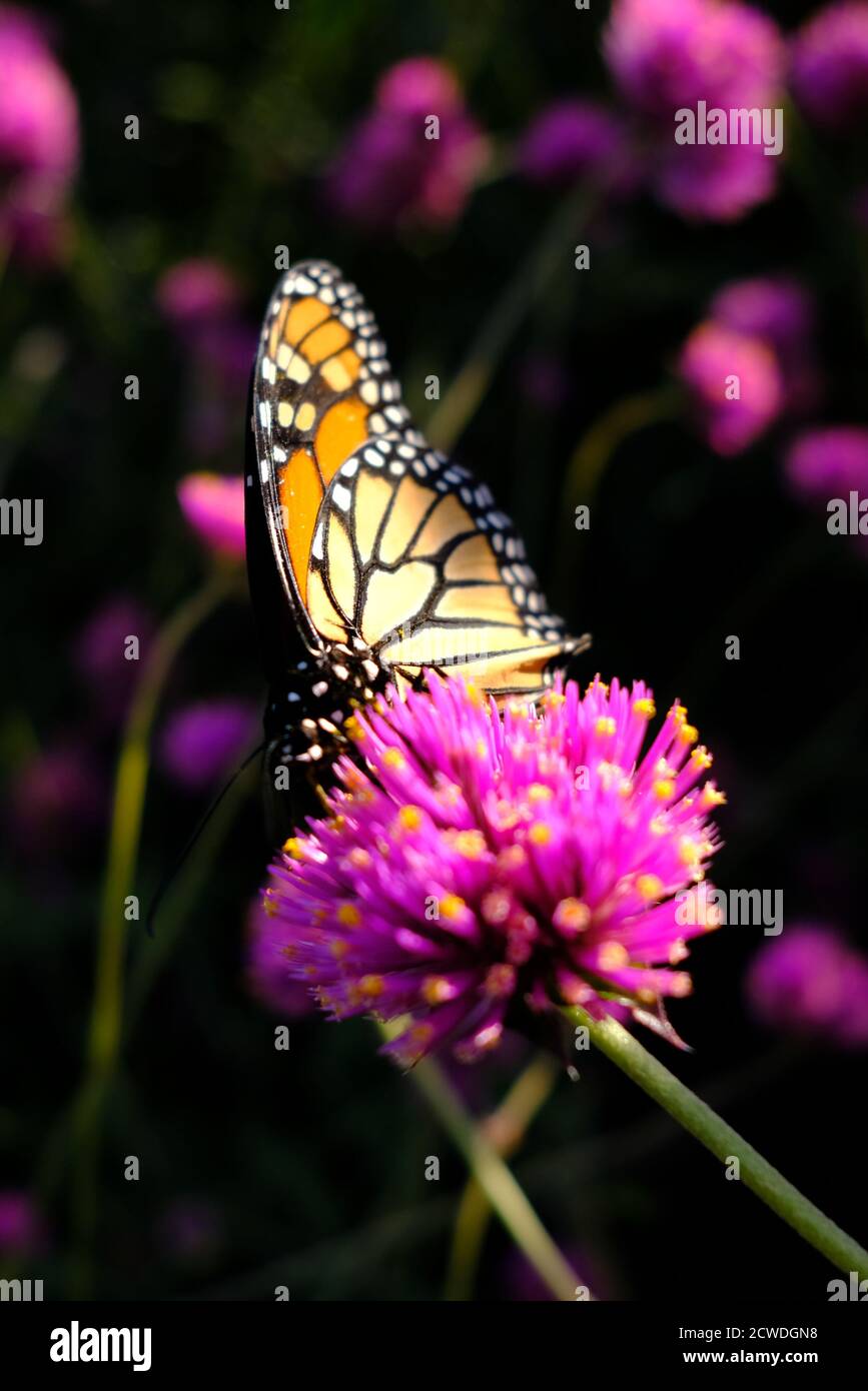 Farfalla monarca (Danaus plexippus) su un'amaranto globo (Gomphrena globosa 'Fuochi d'artificio'?) In un parco a Ottawa, Ontario, Canada. Foto Stock