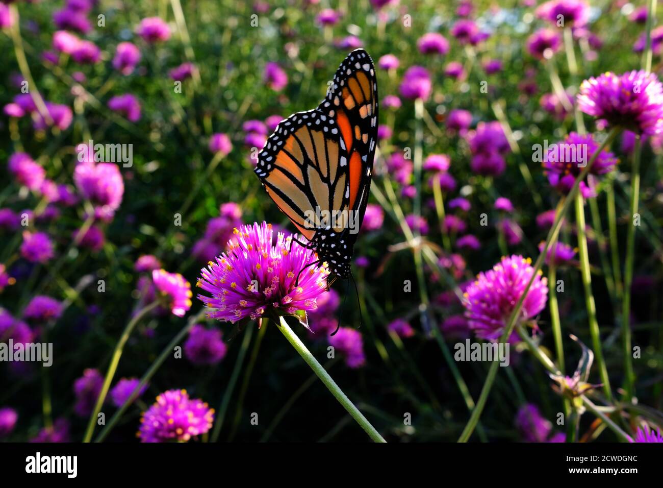 Farfalla monarca (Danaus plexippus) su un'amaranto globo (Gomphrena globosa 'Fuochi d'artificio'?) In un parco a Ottawa, Ontario, Canada. Foto Stock