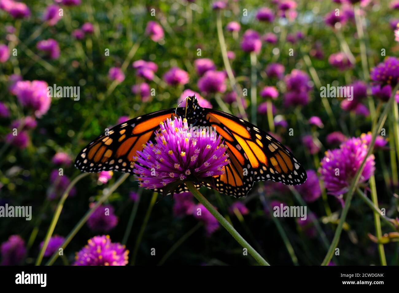 Farfalla monarca (Danaus plexippus) su un'amaranto globo (Gomphrena globosa 'Fuochi d'artificio'?) In un parco a Ottawa, Ontario, Canada. Foto Stock