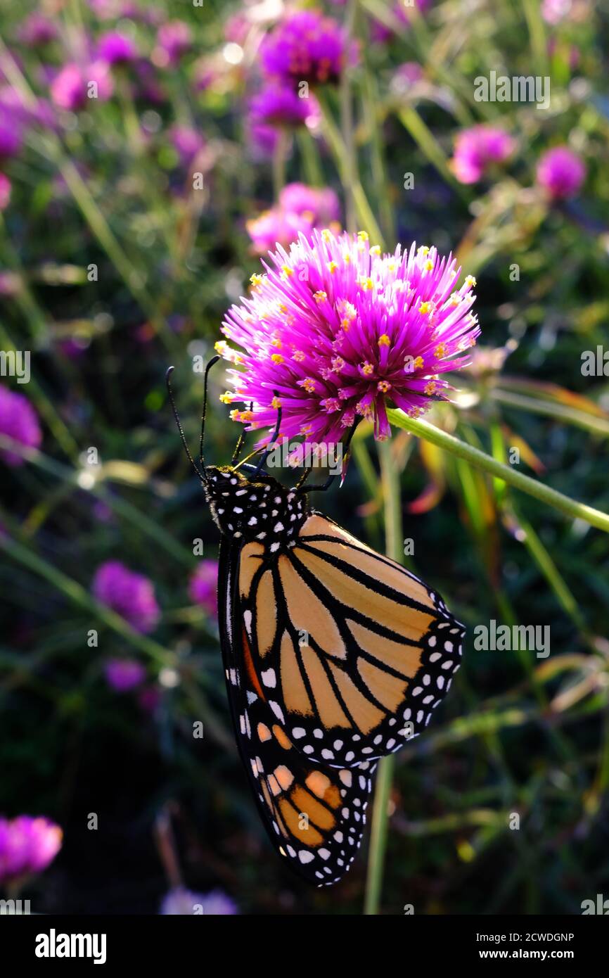 Farfalla monarca (Danaus plexippus) su un'amaranto globo (Gomphrena globosa 'Fuochi d'artificio'?) In un parco a Ottawa, Ontario, Canada. Foto Stock