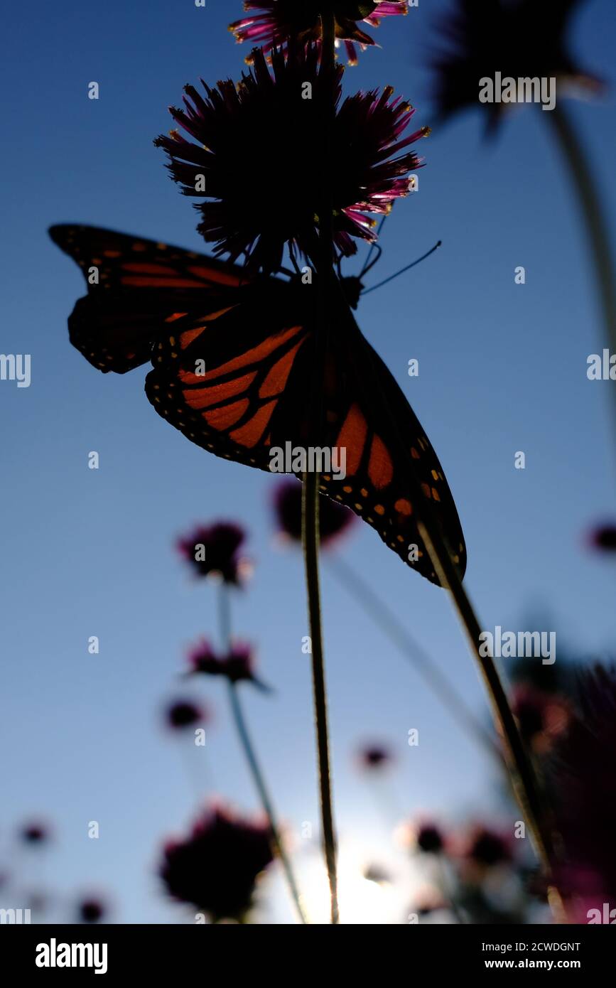 Silhouette di una farfalla monarca (Danaus plexippus) su un'amaranto globo (Gomphrena globosa 'Fuochi d'artificio'?) In un parco a Ottawa, Ontario, Canada. Foto Stock