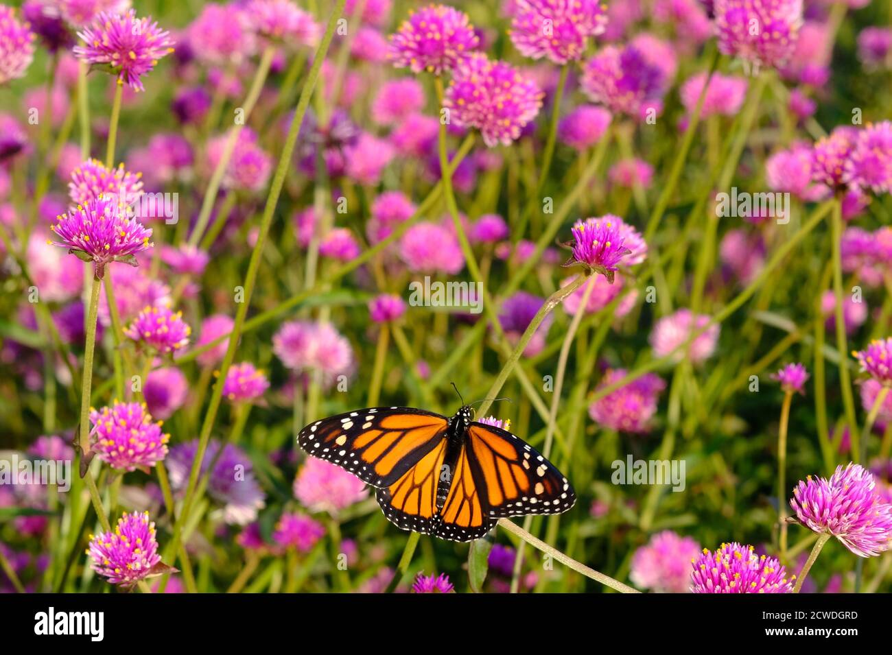 Farfalla monarca (Danaus plexippus) su un'amaranto globo (Gomphrena globosa 'Fuochi d'artificio'?) In un parco a Ottawa, Ontario, Canada. Foto Stock