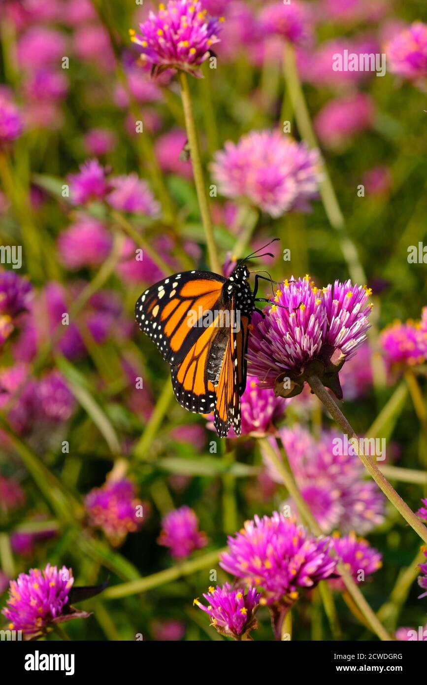 Farfalla monarca (Danaus plexippus) su un'amaranto globo (Gomphrena globosa 'Fuochi d'artificio'?) In un parco a Ottawa, Ontario, Canada. Foto Stock