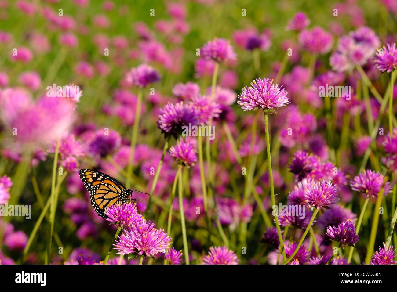 Farfalla monarca (Danaus plexippus) su un'amaranto globo (Gomphrena globosa 'Fuochi d'artificio'?) In un parco a Ottawa, Ontario, Canada. Foto Stock