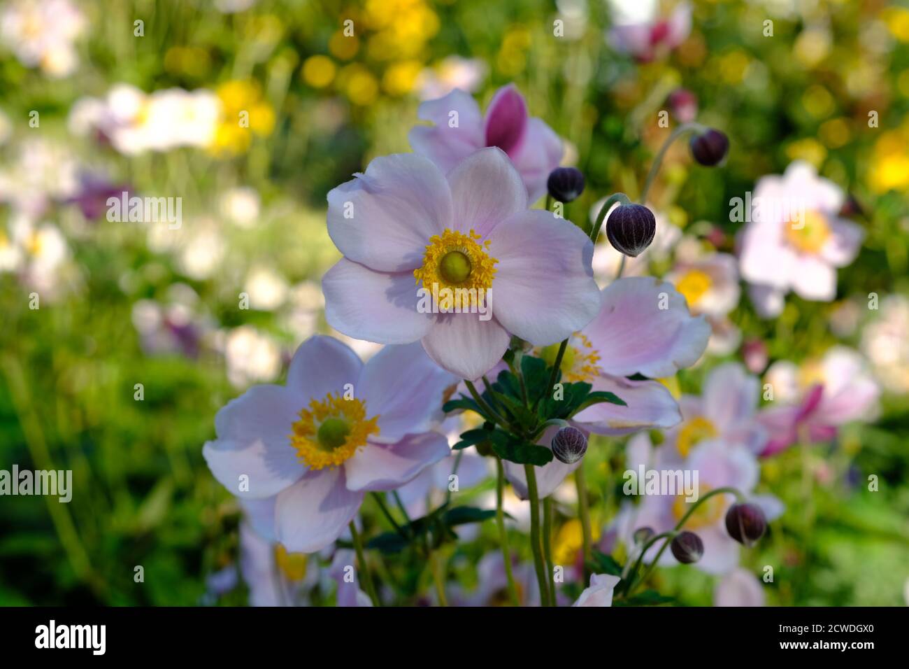 Anemone giapponese (Anemone hupehensis) in un parco, Ottawa, Ontario, Canada. Fioritura tardiva! Foto Stock