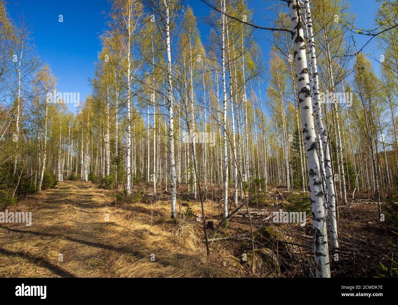 La giovane foresta di betulla ( Betula ) e la strada del legname a Spring , Finlandia Foto Stock
