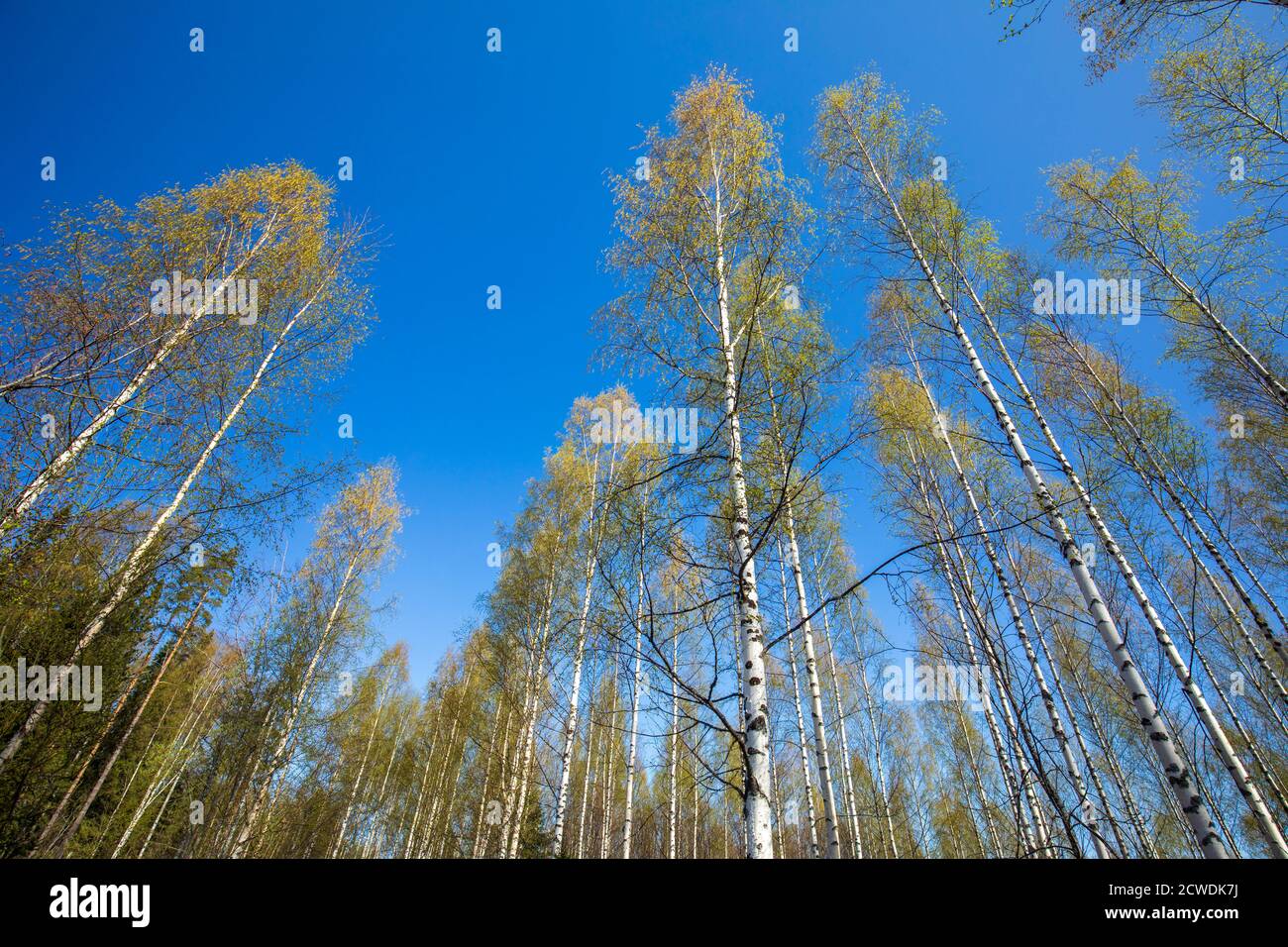 Foglie in erba sulle cime degli alberi di betulla ( betula ) a Spring , Finlandia Foto Stock