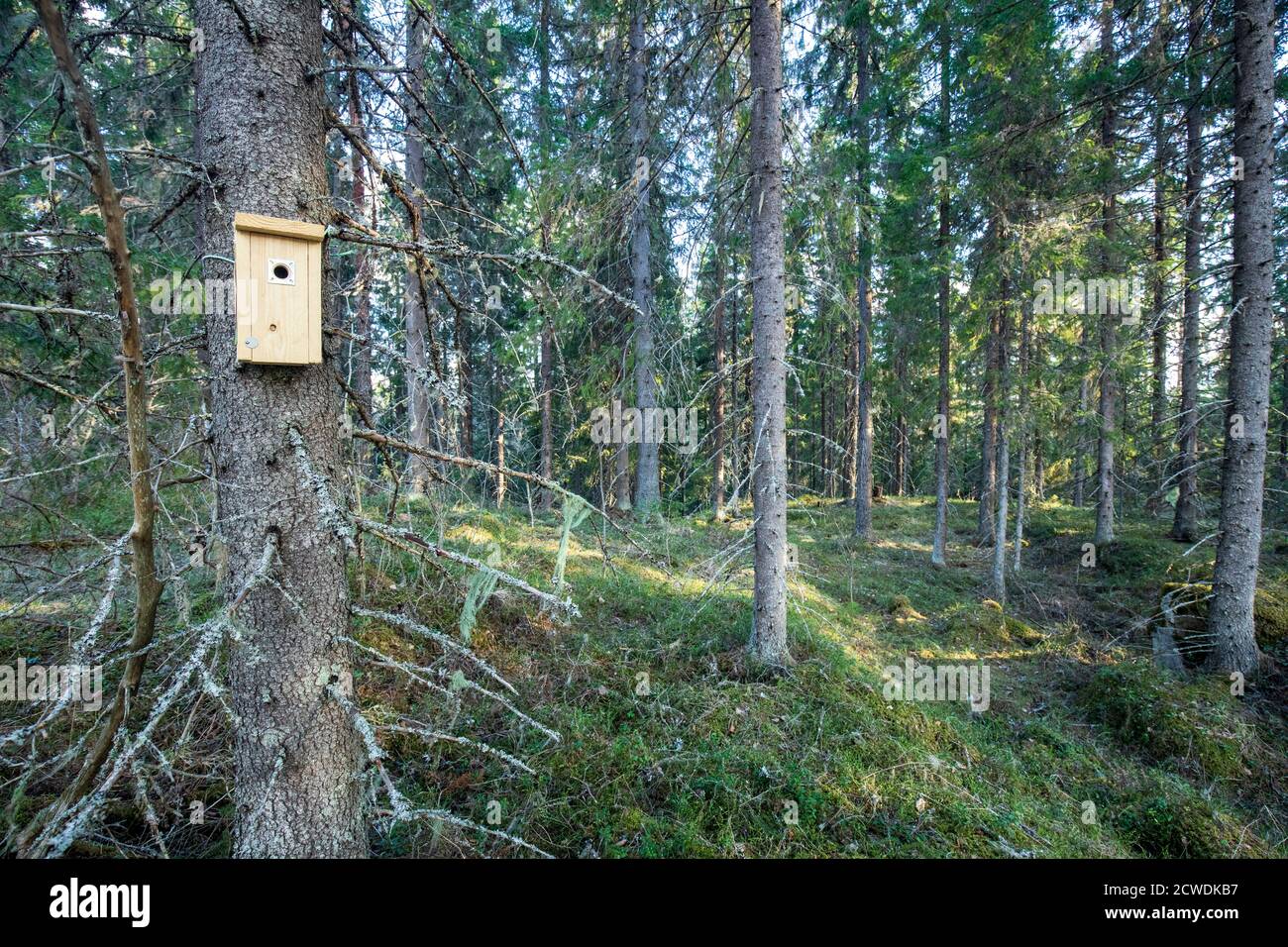 Nuova scatola di nidificazione di uccelli in legno appesa al tronco di abete rosso nella foresta di taiga a Spring, Finlandia Foto Stock