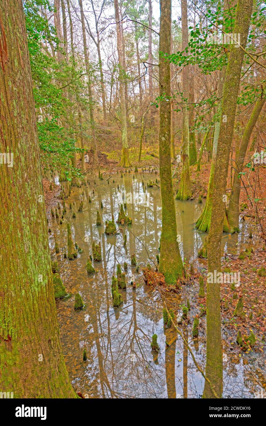 Stagno nascosto in una foresta di Wetland nel Big Thicket National Preserve in Texas Foto Stock