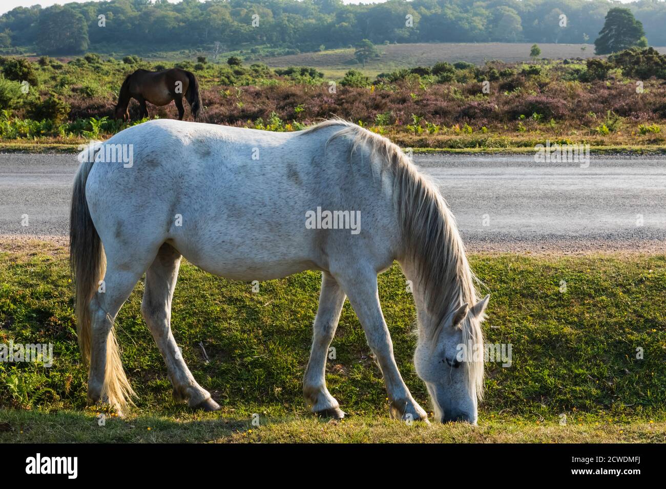 Inghilterra, Hampshire, New Forest, Horse pascolo sulla strada vicino Lyndhurst Foto Stock