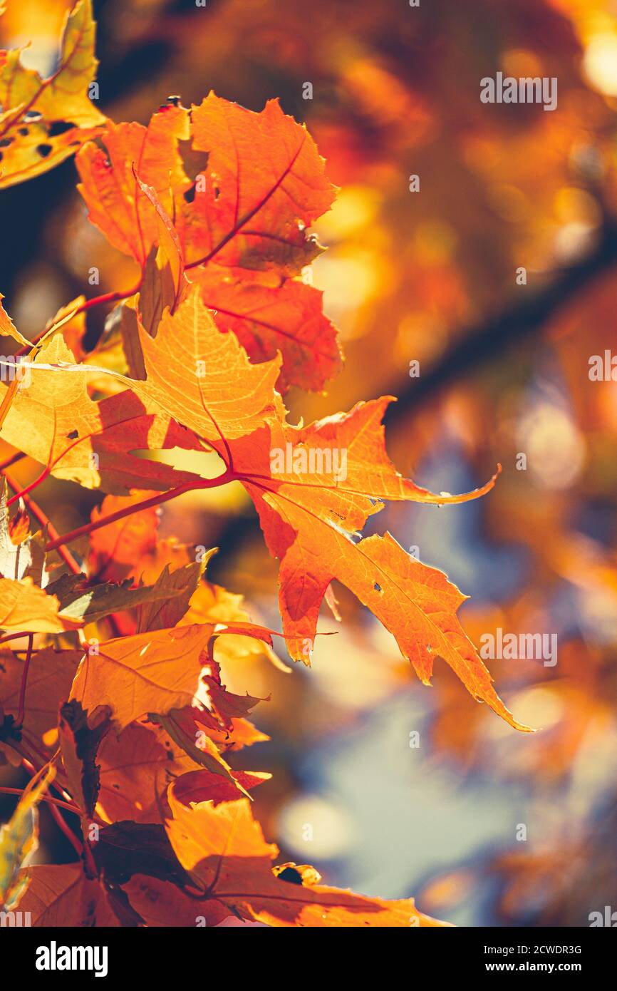 Foglia di acero arancio in primo piano d'autunno. Questa foglia morta sta cambiando colore a causa della ridotta luce solare in settembre. La stagione autunnale è piovosa, ma la bellissima Foto Stock