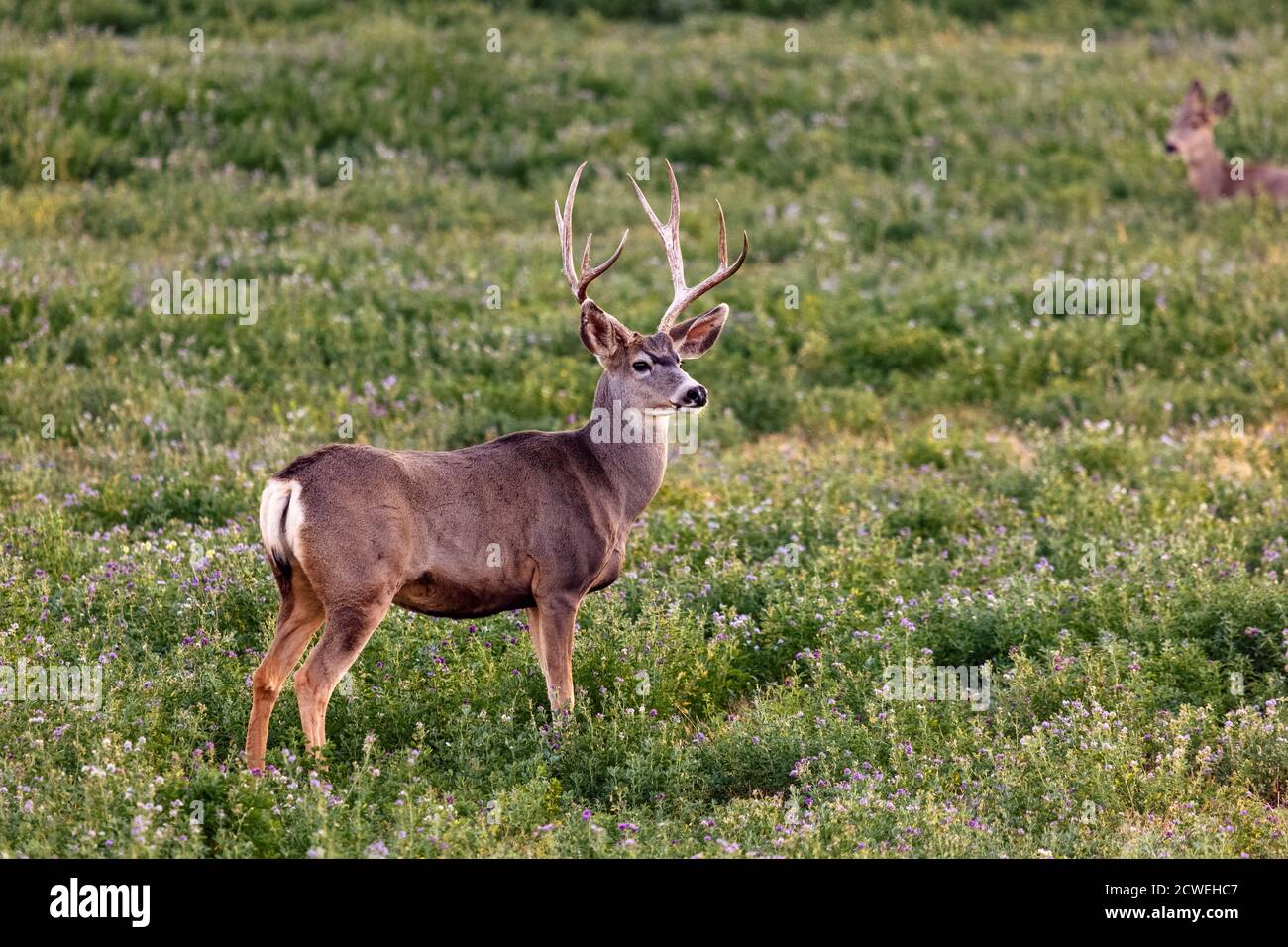 Mule Deer buck, Odocoileus hemionus, in un campo vicino Crawford, Colorado Foto Stock