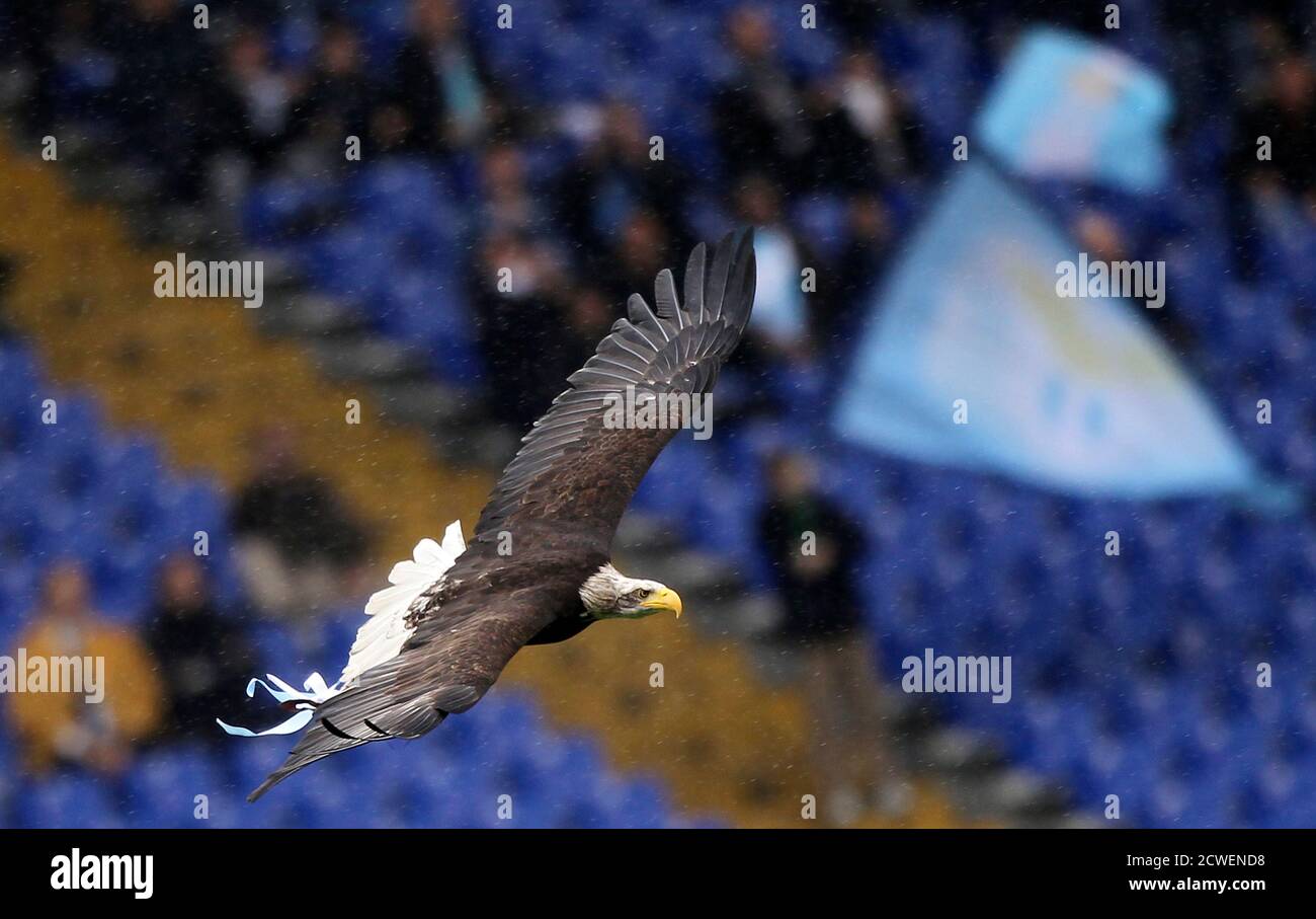 A trained eagle flies before the Italian Serie A soccer match between Lazio and Catania at the Olympic stadium in Rome November 28, 2010. The eagle represents Lazio's traditional club symbol REUTERS/Alessandro Bianchi (ITALY - Tags: SPORT SOCCER ANIMALS SOCIETY) Foto Stock