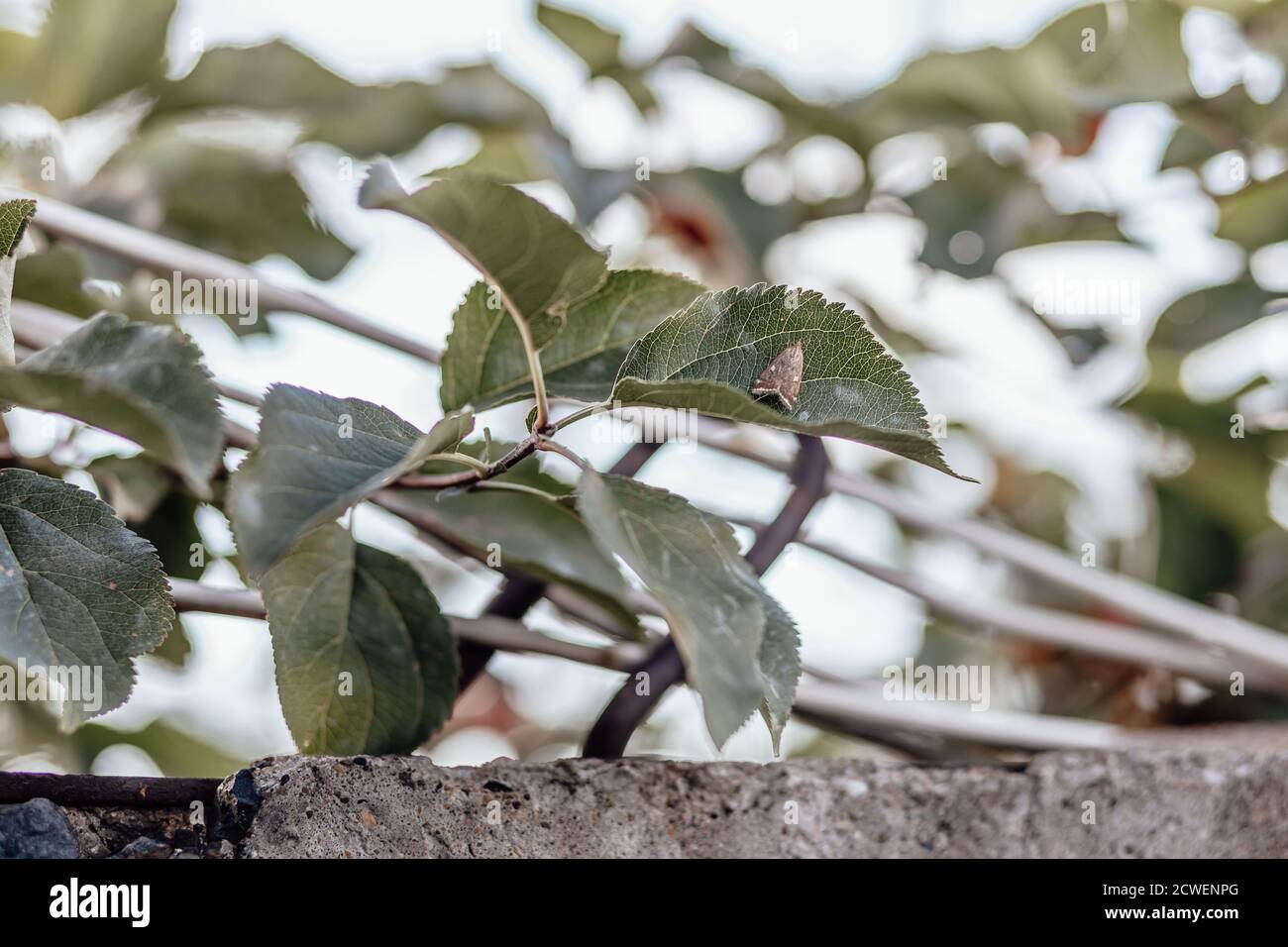 Una falda marrone si siede su una foglia verde di mela. Foto Stock