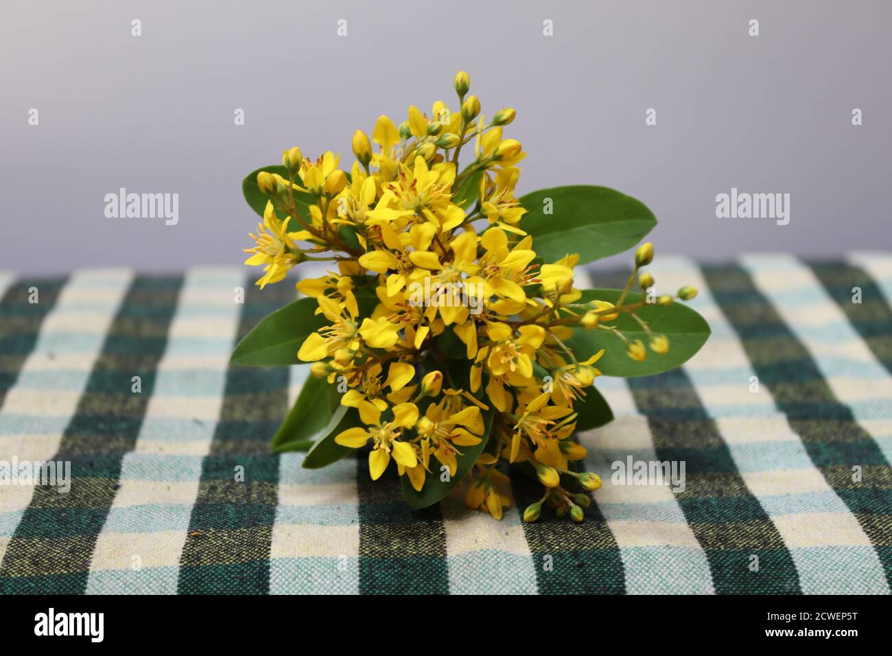 Questo piccolo mazzo di fiori gialli chiamato 'Swarnn' come nome locale dallo Sri Lanka. Foto Stock