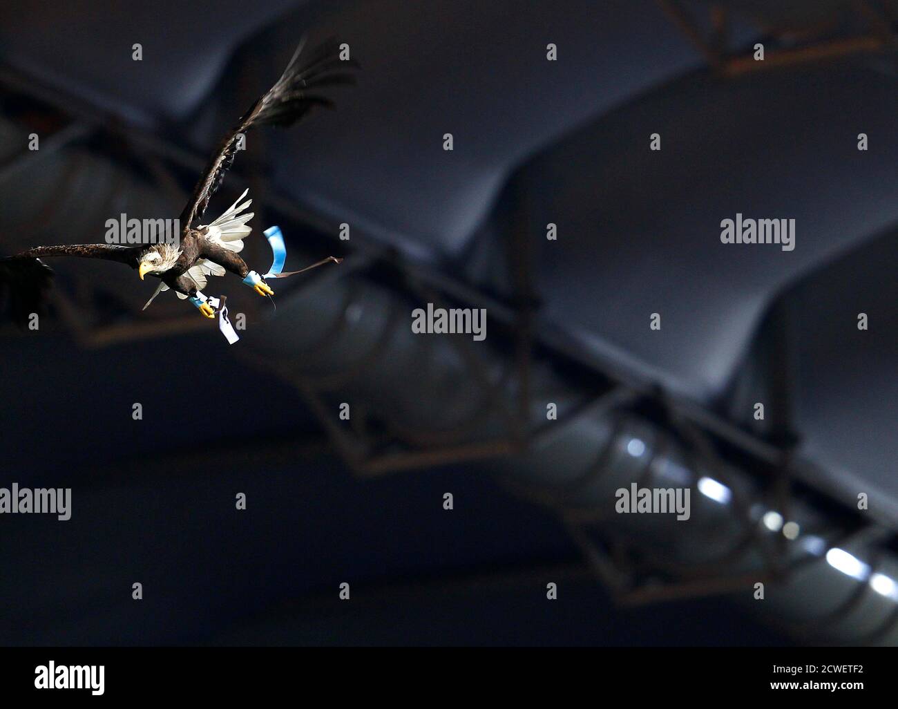 Lazio's mascot, a white headed eagle called Olimpia, flies before the start of the Italian Serie A soccer match against Chievo at the Olympic stadium in Rome December 21, 2011. REUTERS/Alessandro Bianchi (ITALY - Tags: SPORT SOCCER ANIMALS TPX IMAGES OF THE DAY) Foto Stock