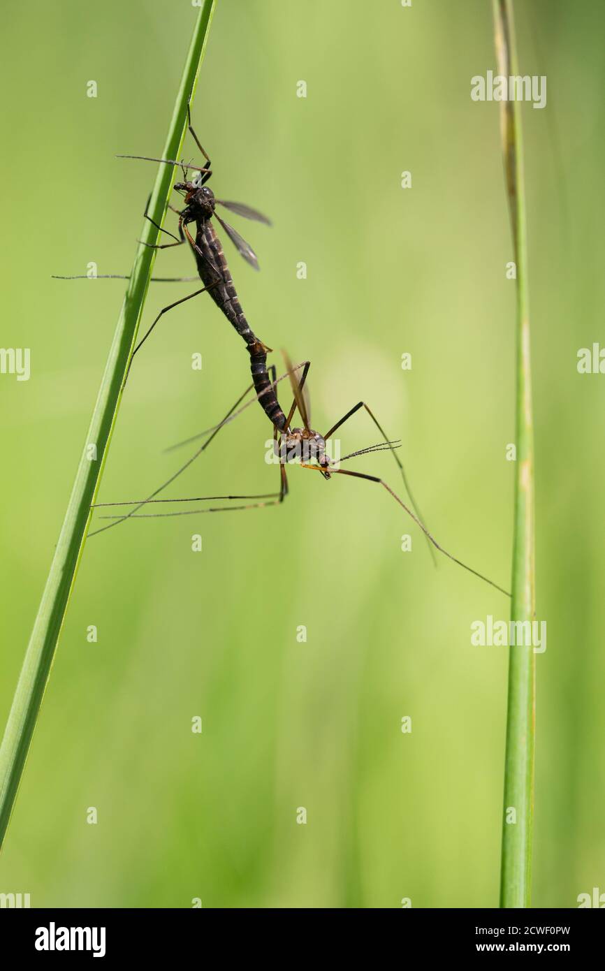Vero volano gru (Nigrotipula nigra) Foto Stock