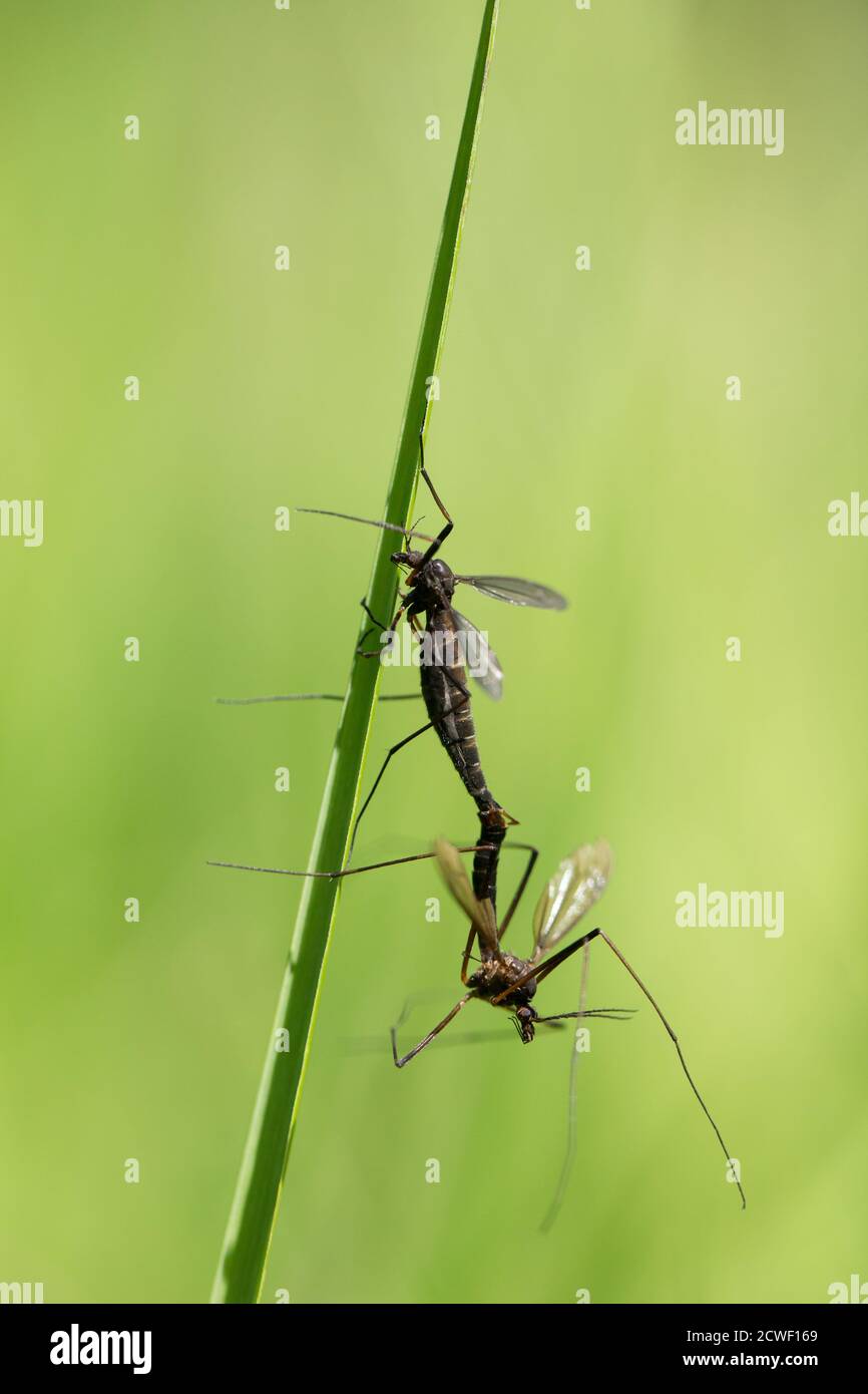 Vero volano gru (Nigrotipula nigra) Foto Stock
