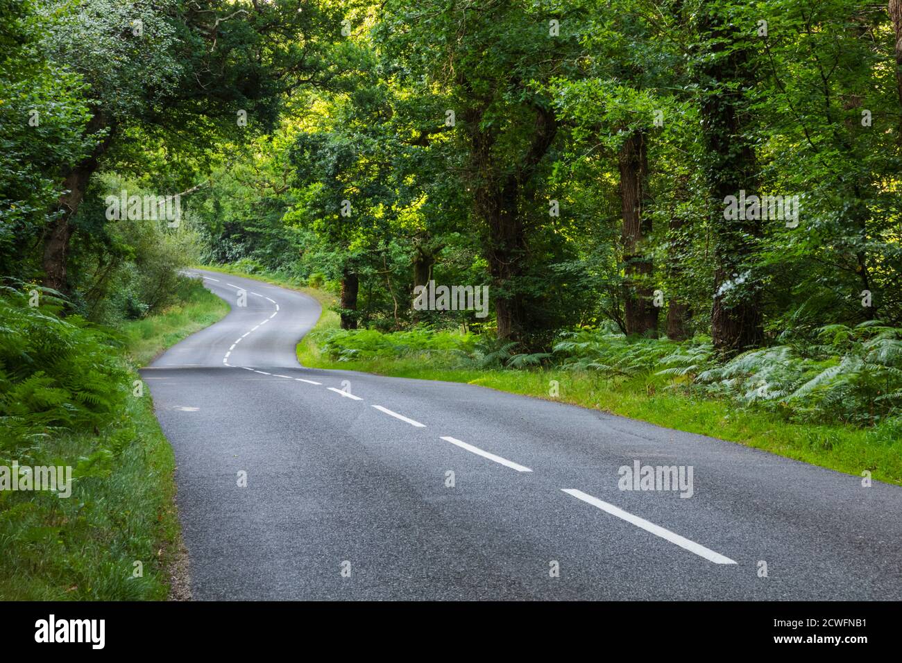 Inghilterra, Hampshire, New Forest, Empty Road e alberi Foto Stock