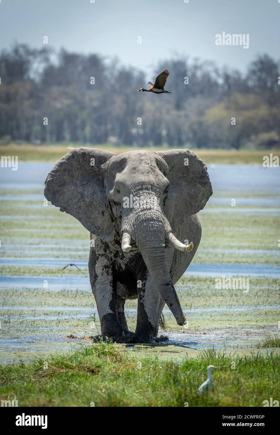 Ritratto verticale di un elefante maschile che cammina in acque poco profonde Ad Amboseli in Kenya Foto Stock