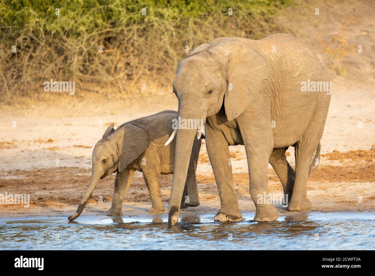 Femmina elefante e il suo vitello in piedi insieme bere acqua dentro Fiume Chobe in Botswana Foto Stock