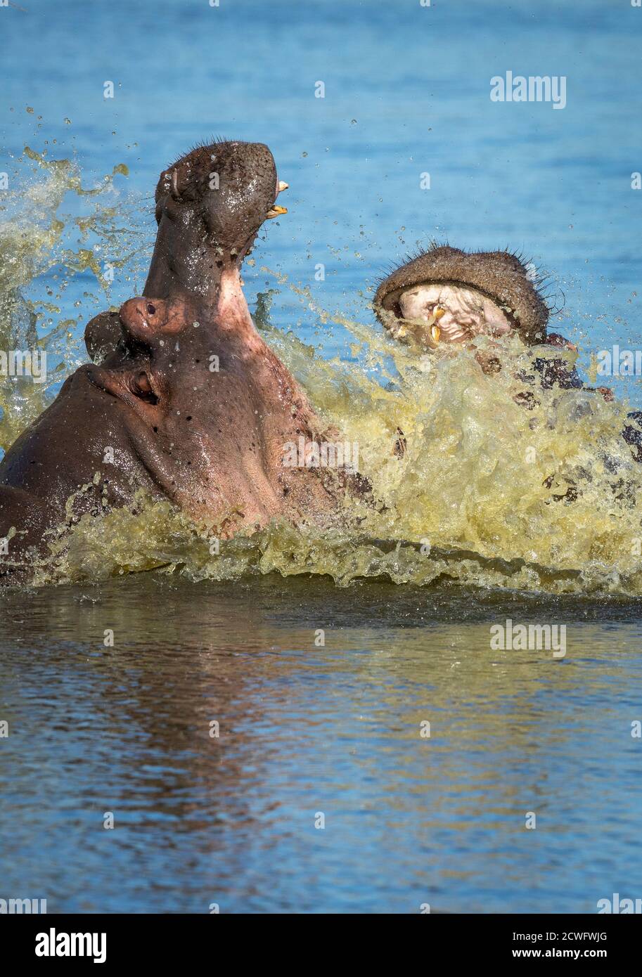 Ritratto verticale di due ippopotami con la bocca aperta che spruzzi Lotta all'acqua nel Kruger Park in Sud Africa Foto Stock