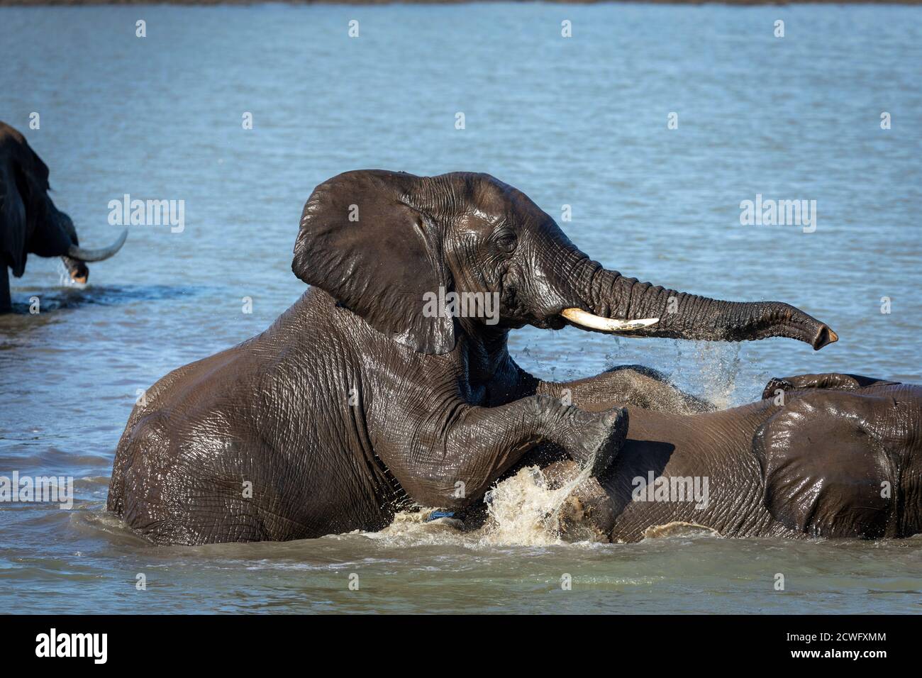 Due elefanti che giocano in acqua in una giornata di sole Kruger Park in Sud Africa Foto Stock