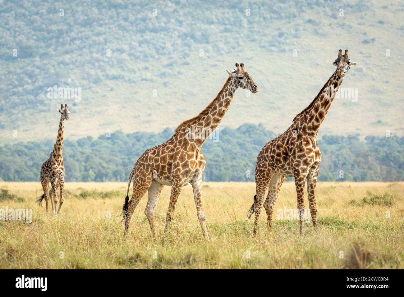 Tre giraffe femmina adulte che camminano in erba alta a Masai Mara in Kenya Foto Stock
