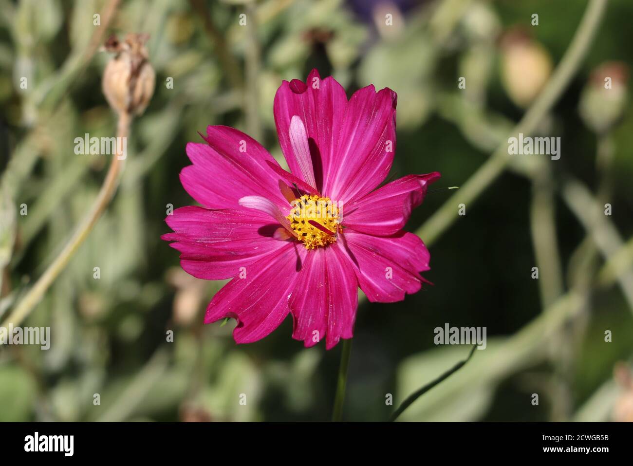 cosmo rosa fiore in estate giardino macro Foto Stock