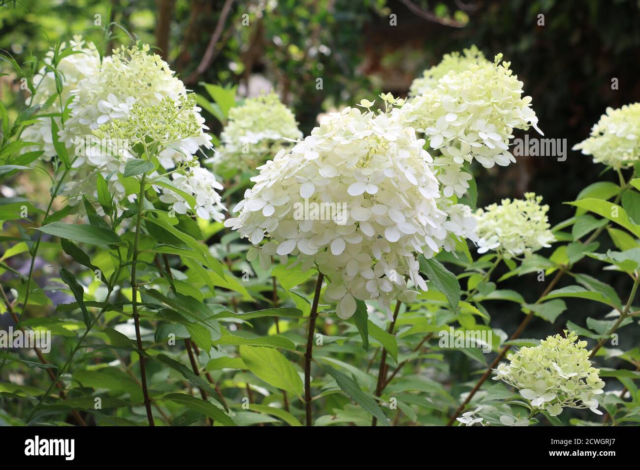 Hydrangea paniculata luce in giardino Foto Stock