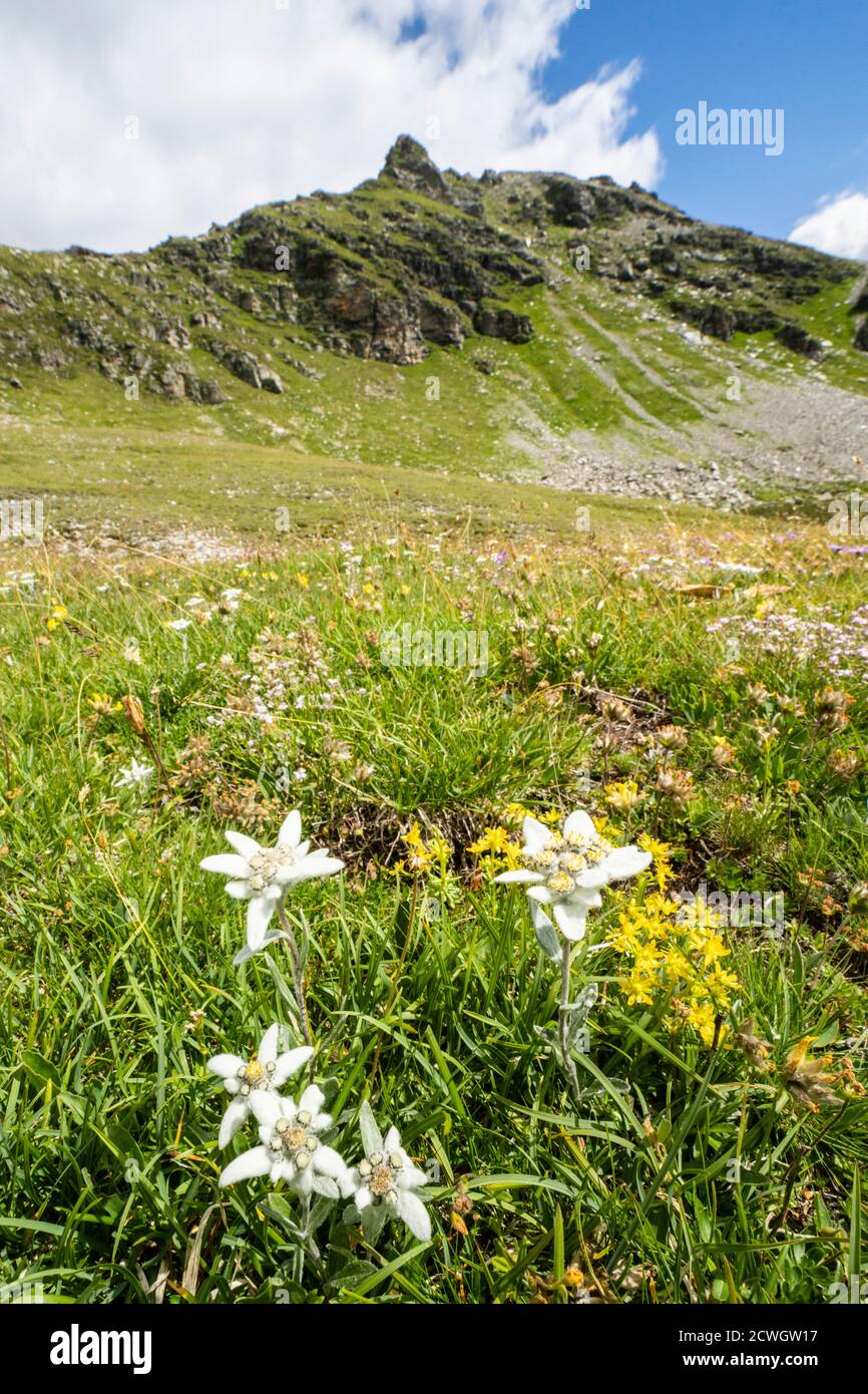 Fiori di Edelweiss, Pian dei cavalli, Campodolcino, Vallespluga, Valchiavenna, Valtellina, Lombardia, Italia Foto Stock
