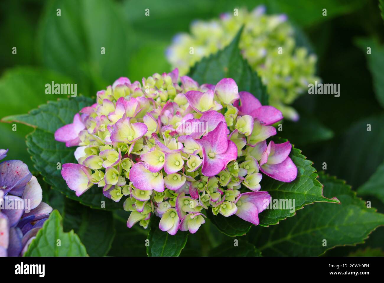 Rosa hydrangea macrophylla infinito macro estiva Foto Stock