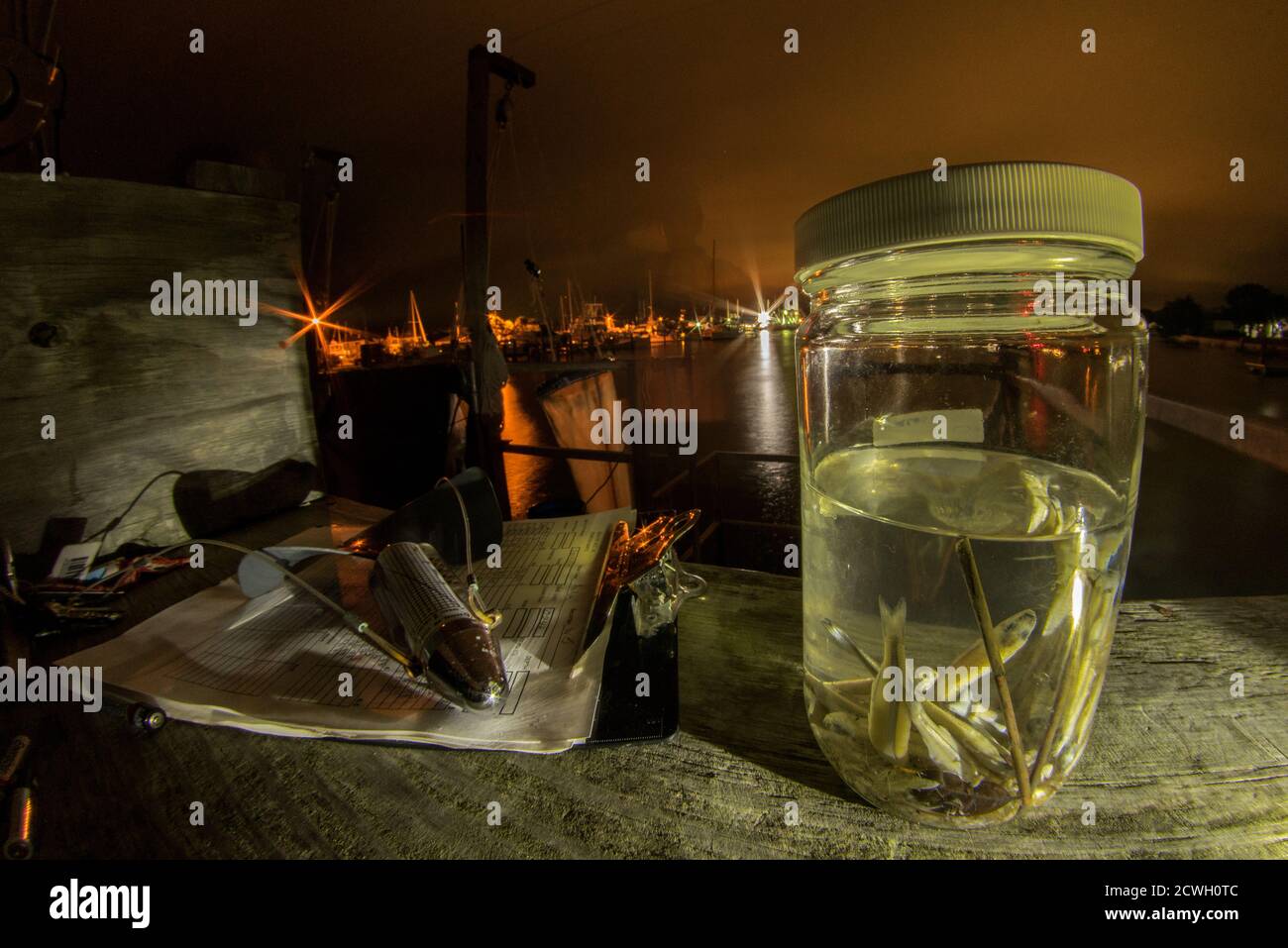 Un vasetto di pesci raccolti durante il campionamento notturno dei pesci larvali presso il laboratorio NOAA in North Carolina. Foto Stock