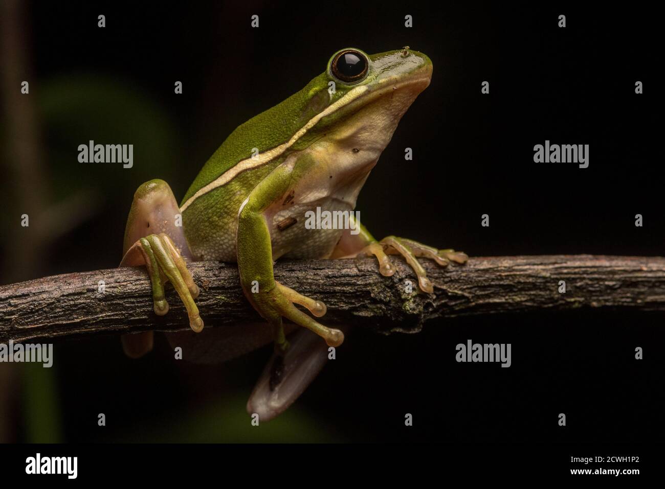 La rana verde dell'albero (Hyla cinerea) una delle specie comuni di treefrog del Sudest America del Nord. Foto Stock