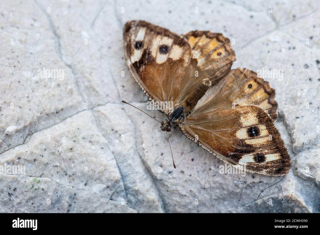 Greyling Butterfly - Hipparchia semele, bella farfalla colorata a piedi spazzolato da prati e praterie europee, isola di Pag, Croazia. Foto Stock