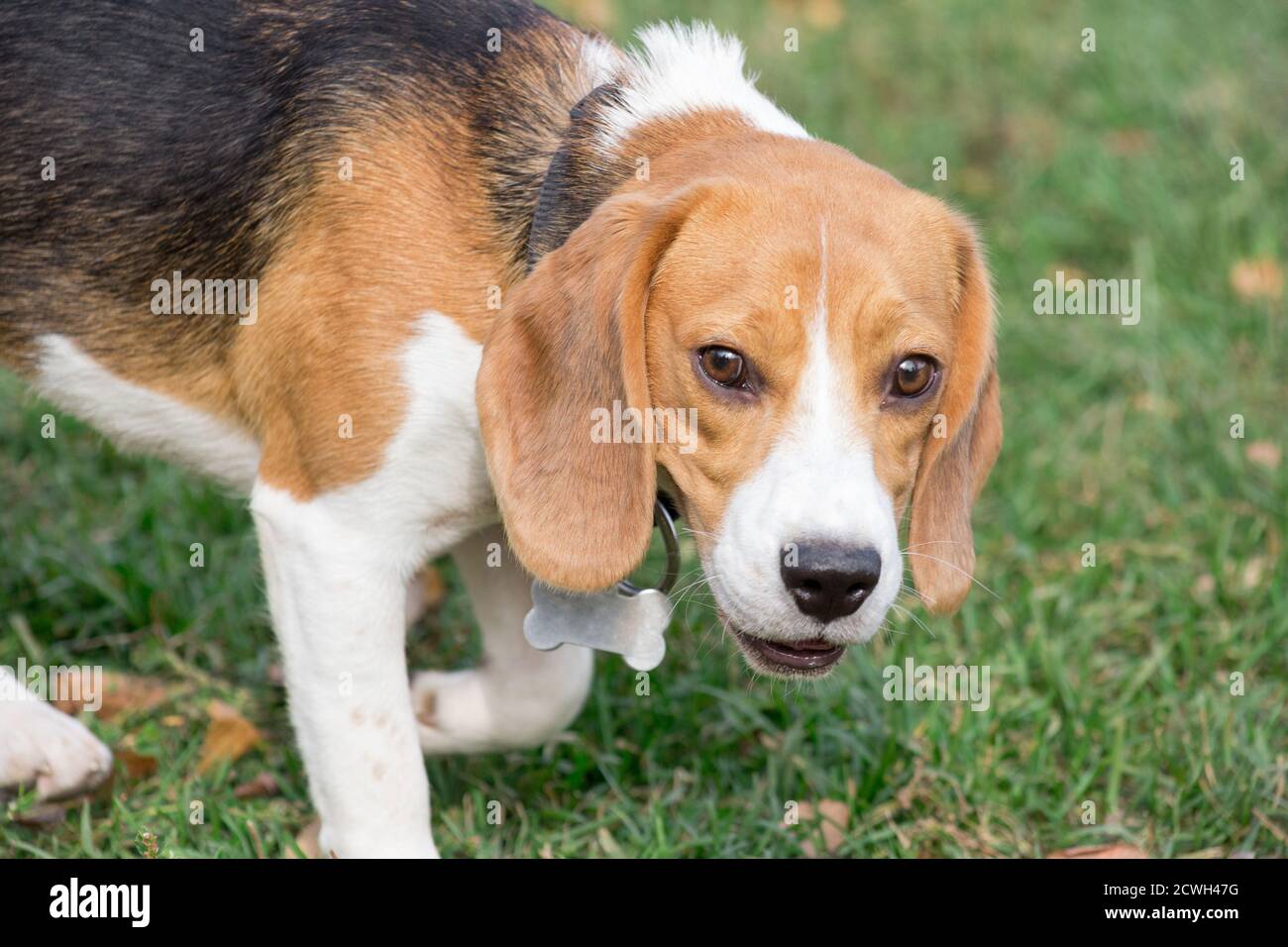 Nel parco autunnale si trova un cucciolo di aquila inglese. Animali domestici. Cane purebred. Foto Stock