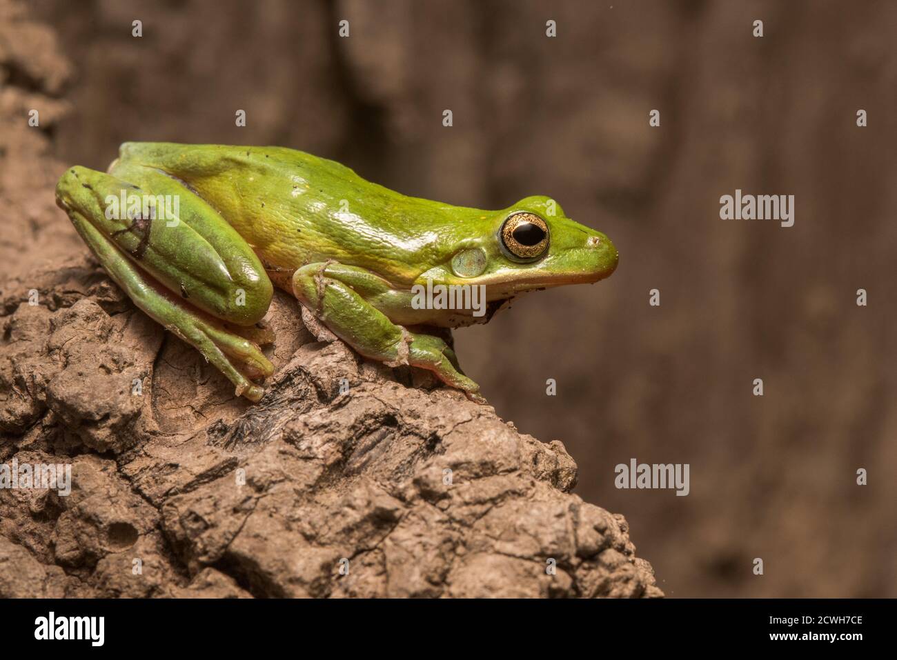 La rana verde dell'albero (Hyla cinerea) una delle specie comuni di treefrog del Sudest America del Nord. Foto Stock