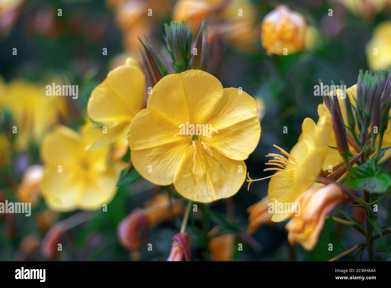 primrose gialle da sera sui cespugli sullo sfondo del giardino immagine Foto Stock