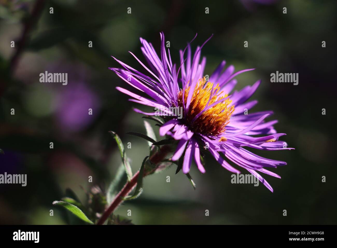 fiore rosso viola con macro sole Foto Stock