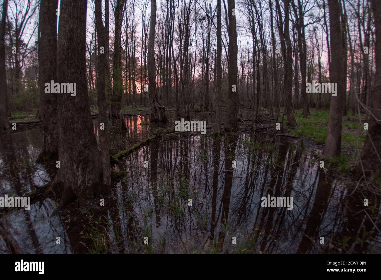 Una zona umida boscosa di sera, questa parte della Carolina del Nord è stata recentemente designata come parte della zona costiera della biodiversità. Foto Stock