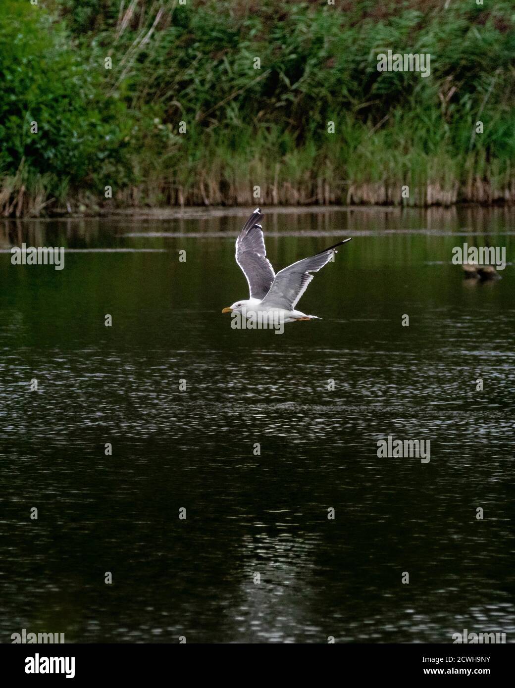 seagull che sorvola il lago Foto Stock